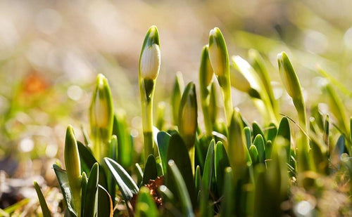 Spring Has Sprung in Perfect Harmony