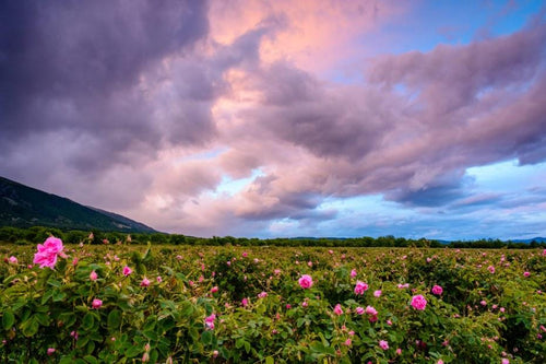 Ausganica’s Organic Health and Beauty Philosophy