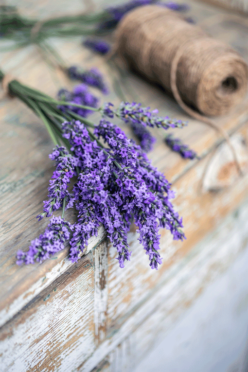 Organic Lavender in Soothing Lavender Conditioner