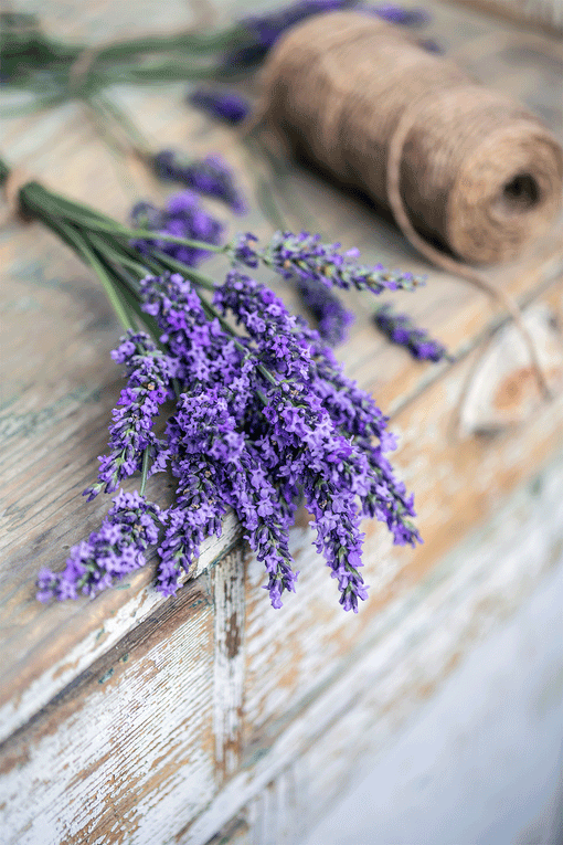 Organic Lavender in Soothing Lavender Shampoo