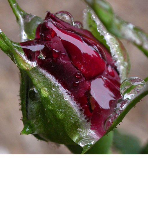 Organic Rose feeds skin healthy benefits